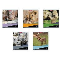 Тетрадь 48л. (клетка) EK "Идиллия" 47527 асс.