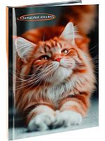 Записная книжка А5  80л. Проф-Пресс "Фото котика" 80-9071 тв.обл.,мелов.,глянц.лам.