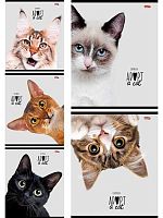 Тетрадь 48л. (клетка) Проф-Пресс "Кошачьи мордочки-2" 48-3803 цв.мел.обл.