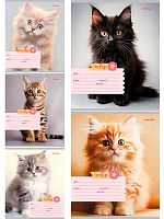 Тетрадь 18л. (клетка) Проф-Пресс "Фото котиков" 18-5587 цв.мел.обл,асс.