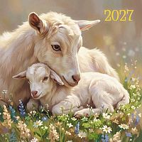 Календарь настенный 2027г. КВ "Символ года" 10095 на скобе,230*230мм