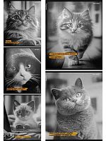 Тетрадь 48л. (клетка) Проф-Пресс "Забавные коты-5" 48-9886 цв.мел.обл.,твин-лак,асс.