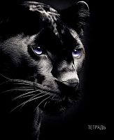 Тетрадь 48л. (клетка) АППЛИКА "Чёрная пантера" С0231-04 выб.уф-лак