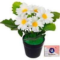 Цветочная композиция Ultramarine "Хризантема белая" 951-571 в пластик.горшке,20см