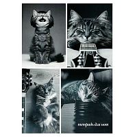 Тетрадь для нот 16л. А4 ФЕНИКС "Коты и музыка" 73230 обл.мел.бум.