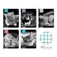 Тетрадь 48л. (клетка) АЛЬТ "Котята Мур-Мур" 7-48-611 уф-лак,асс.