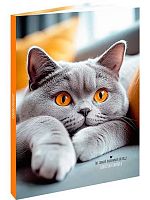 Записная книжка А5 120л. Проф-Пресс "Серый пушистый котик-2"  120-8611 тв.обл.,мел.,шир.,глянц.лам.