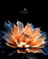 Тетрадь 48л. (клетка) АППЛИКА "Цветок на чёрном" С0231-07 выб.уф-лак