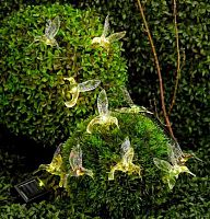 Гирлянда д/сада "Колибри" 5м,20л.,8 реж.,LED,чёрн.пров.,белый,тёплый белый 732-177