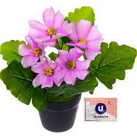 Цветочная композиция Ultramarine "Космея сиреневая" 951-582 в пластик.горшке,20см