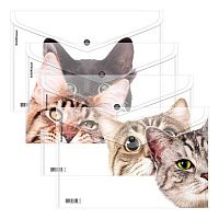 Папка-конверт на кнопке А4 EK "Hiding Cats" 61155 пластик,160мкм,асс.