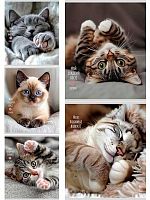 Тетрадь 48л. (клетка) Проф-Пресс Profit "Милые котики-5" 48-9051 цв.мел.обл.